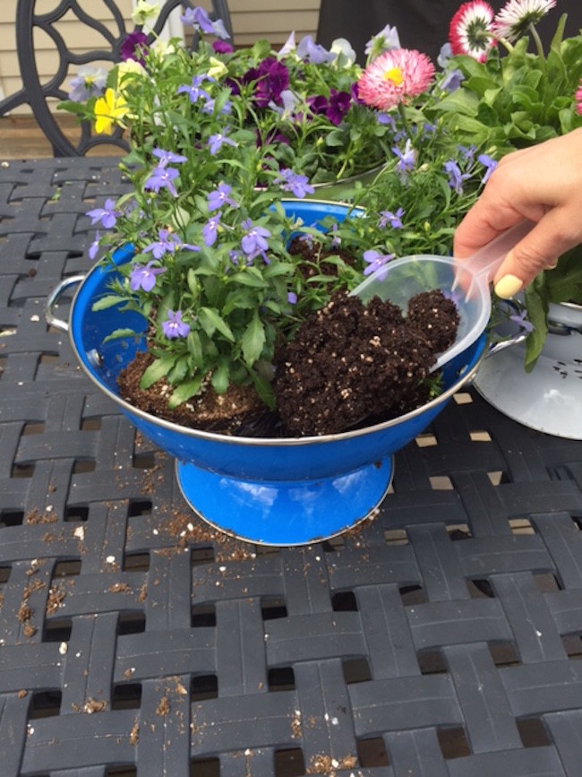 planting flowers in colander