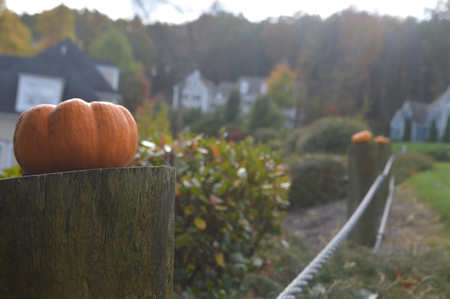 Mini Pumpkins on the fence