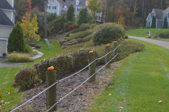 pumpkins on the guardrail